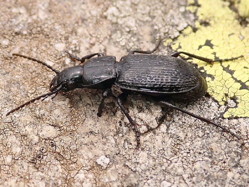 Carabidae: Pterostichus cribratus ?  S !